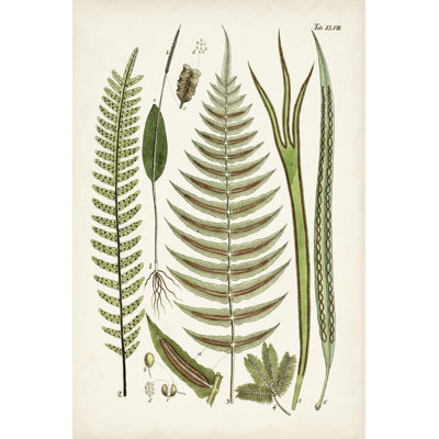" Fanciful Ferns V " Painting Print