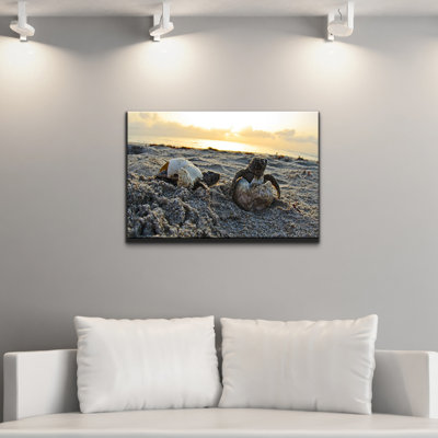« loggerhead œufs hatching », reproduction de photo sur toile