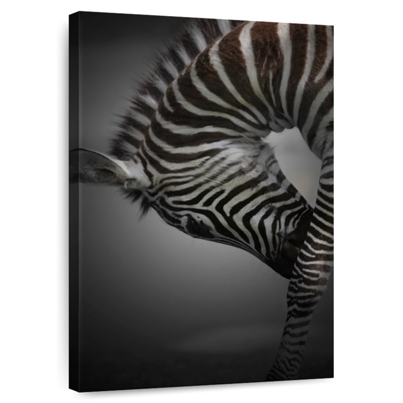 Brampt Zebra Bow, 39" H x 26" W