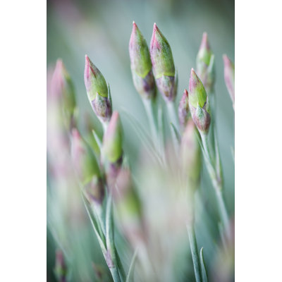 Green And Pink Flower Buds by Andipantz - Print