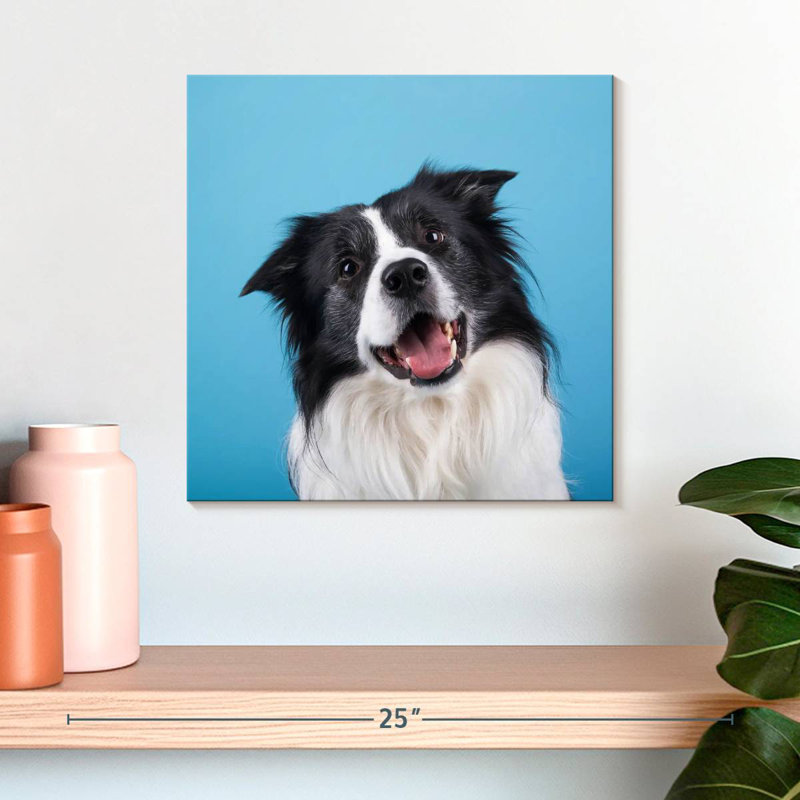 Crowle Happy Border Collie, H 16 po x l 16 po