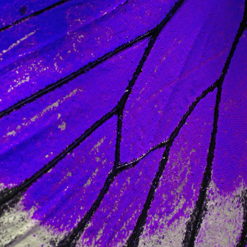 Tarleton Butterfly Wing - Wrapped Canvas Print, 30cm H x 30cm W x 3.8cm D