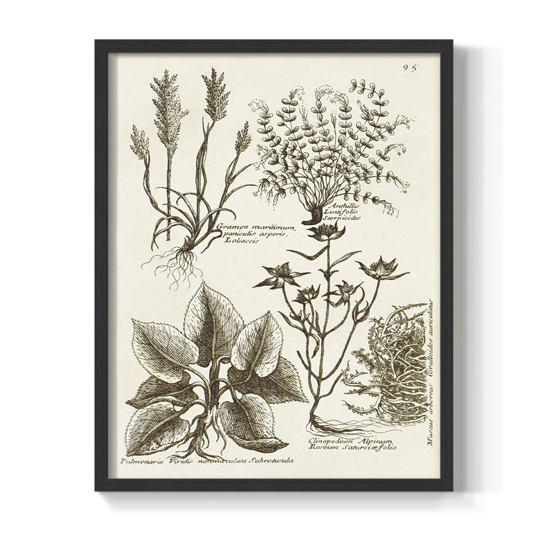 Sepia Botanical Journal VII Framed Print - Solid Wood, Black, 14" H x 11" W