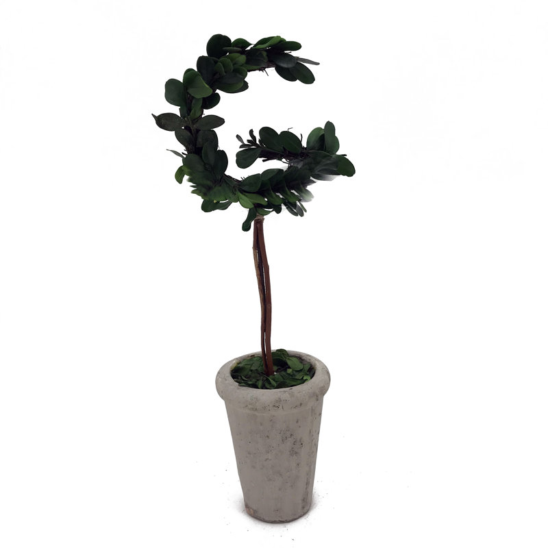 Buis préservé en pot Nakayama