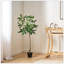 Macrocarpa artificiel Pachira-1573203037