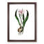Autumn Crocus Flowers Illustration - Single Picture Frame Painting-55456880-55456877