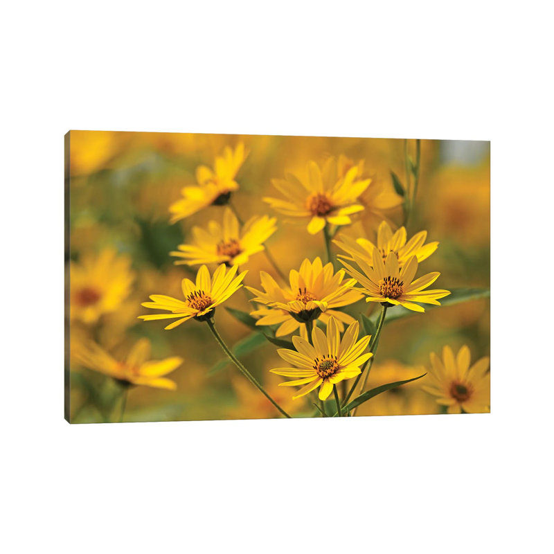 Gold Flowers by Brian Wolf - Wrapped Canvas Print, 20.32 cm H x 30.48 cm W