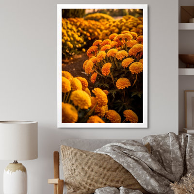 " Yellow Chrysanthemums Field At Sunrise I "