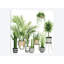« plante refuge ii », reproduction d’impression sur toile-29283631-74748815-74748810