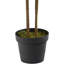 Plante de 48 po