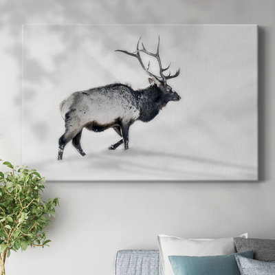 Lone Bull-Gallery Wrapped Canvas