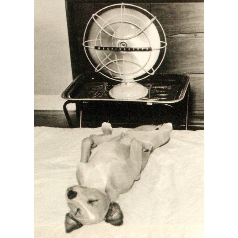La vie d'un chien IMA-T234, H 24 po x l 17 po