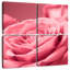 Macro rose Harnek