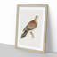 Oriental Turtle Dove by Von Wright - Picture Frame Painting Print-55733909-55733910