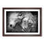 Two Snuggling Lions - Picture Frame Painting Print-55606138-55606137