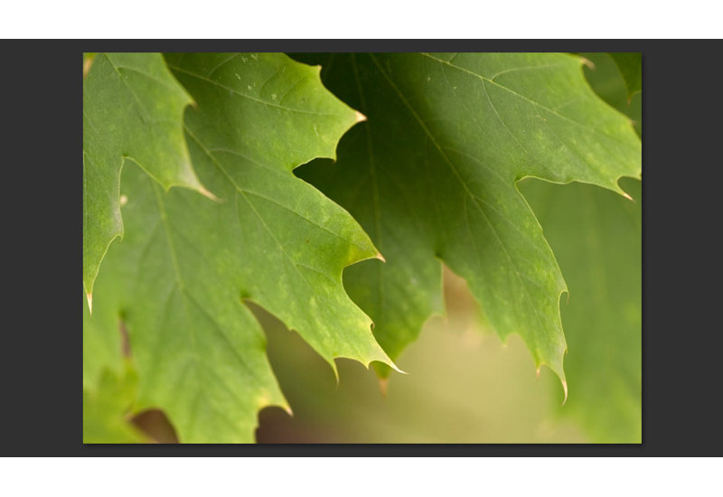 Leaves 3.09m x 400cm Wallpaper, 200 cm x 154 cm