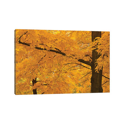 Golden Maples 1 Piece Wrapped Canvas Wall Art