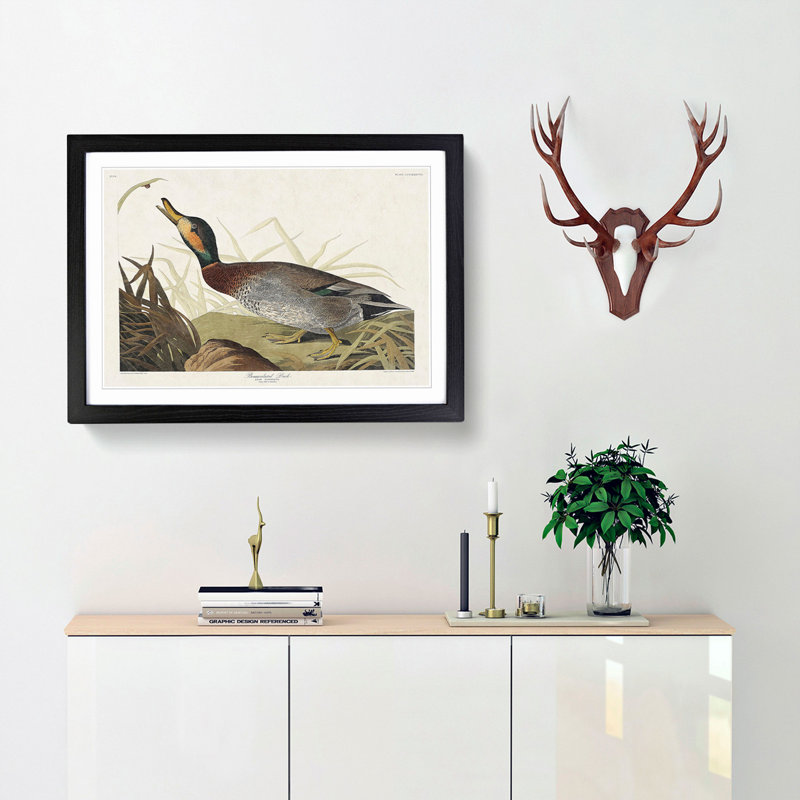 Bemaculated Duck by John Audubon - Single Picture Frame Painting, 24cm H x 33cm W x 2cm D, Black Framed
