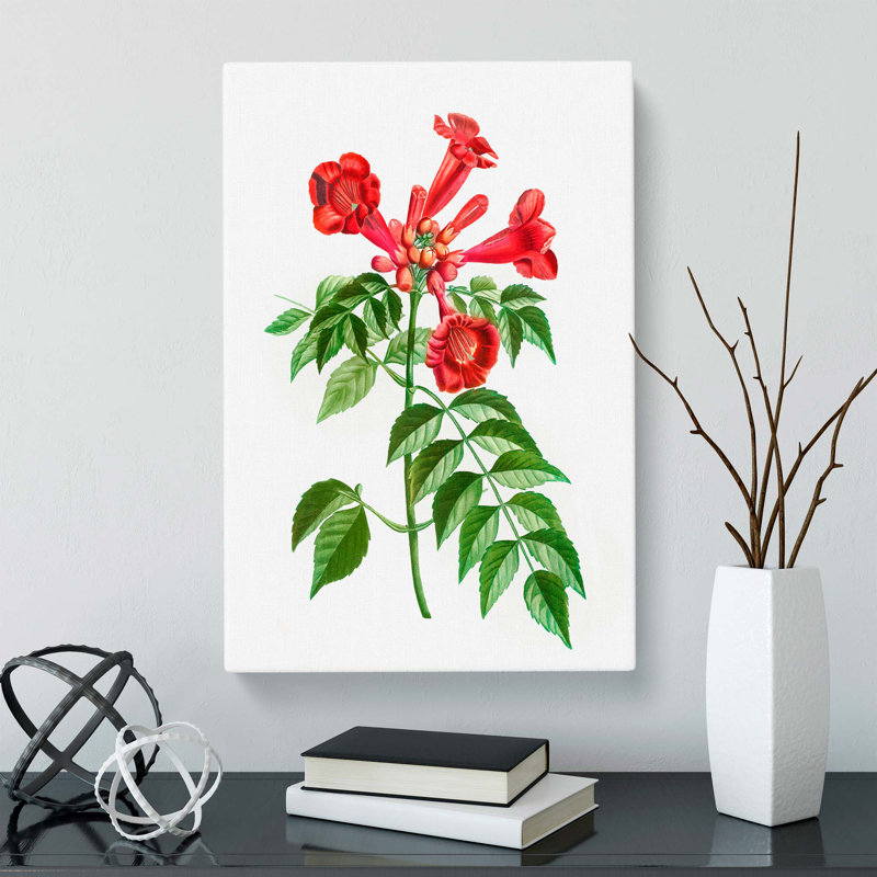 Trumpet Vine Flowers by Pierre-Joseph Redoute - Wrapped Canvas, 76cm H x 50cm W x 3cm D