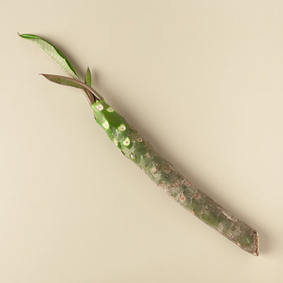House Plant Shop Live Flowering Plant
