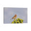 USA, Arizona, Sonoran Desert. Male House Finch On Saguaro Cactus Buds. by Jaynes Gallery - Wrapped Canvas Print-1649771305