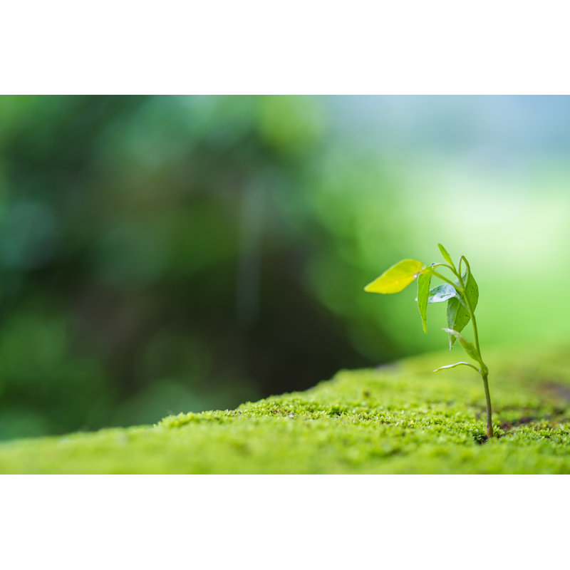 «Plant Growing on Old Cement Wall», photographie sur toile tendue, H 32 po x l 48 po