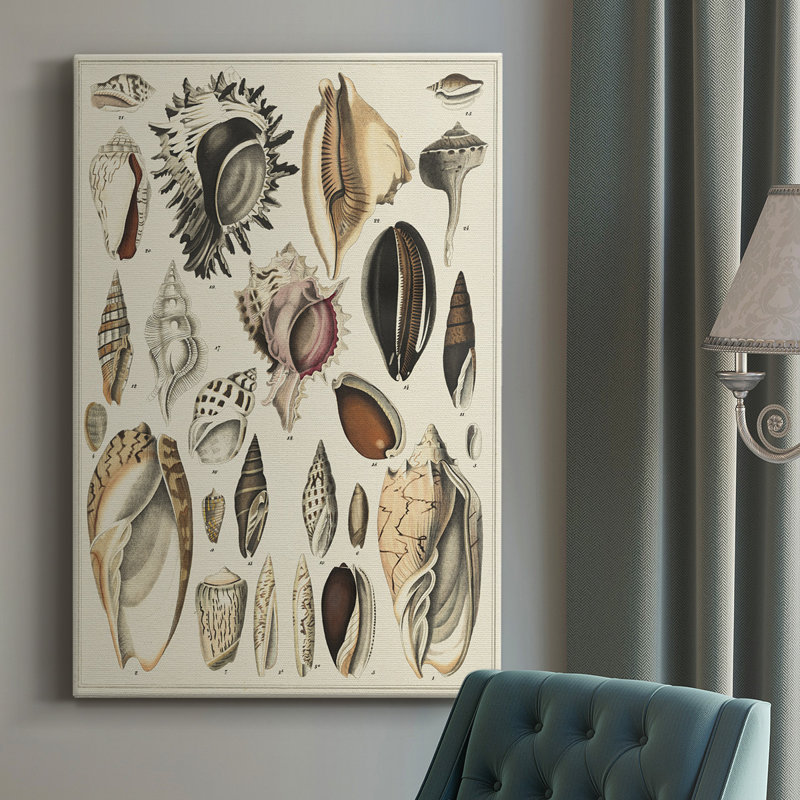 Seashell Display " Seashell Display ", 18" H x 12" W x 1" D