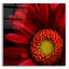"Red Gerbera On Black 02" par Tom Quartermaine-1008111174
