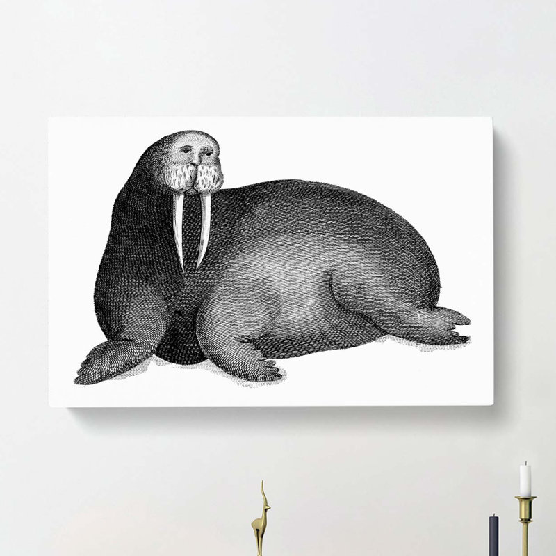 Walrus in Black & White by George Shaw - Wrapped Canvas, 35cm H x 50cm W x 3cm D