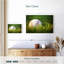 Ground baseball Sireci-108733925