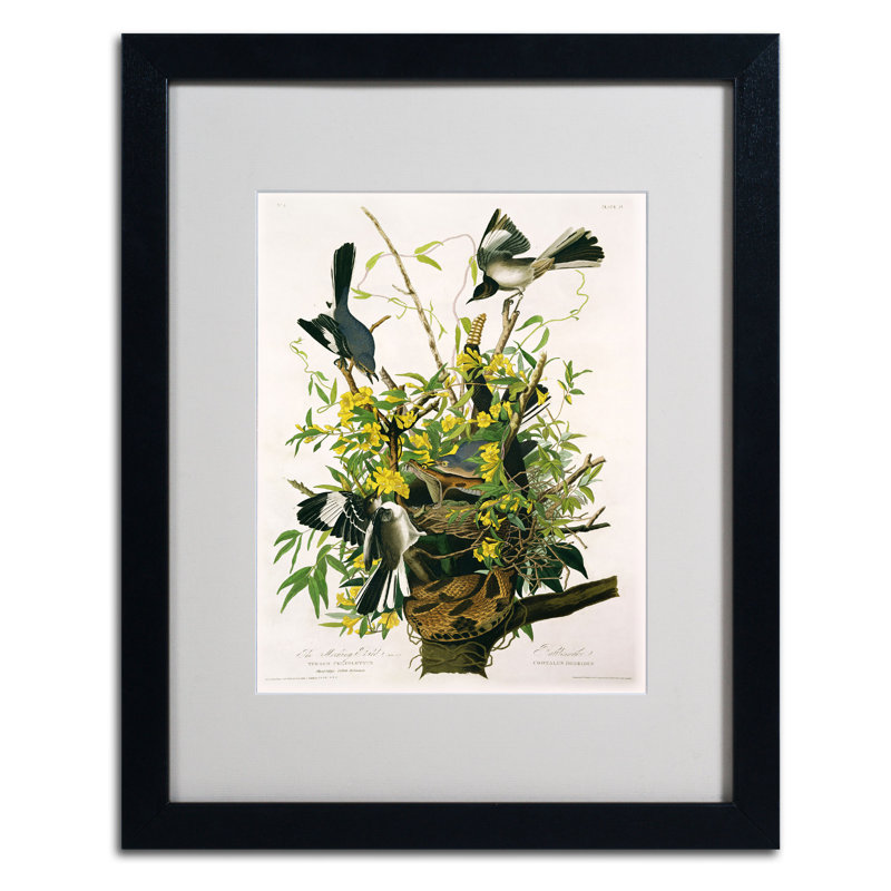 «Mocking Birds and Snake II» par John James Audubon, reproduction d'art sur toile, H 20 po x l 16 po x P 0,5 po, Noir