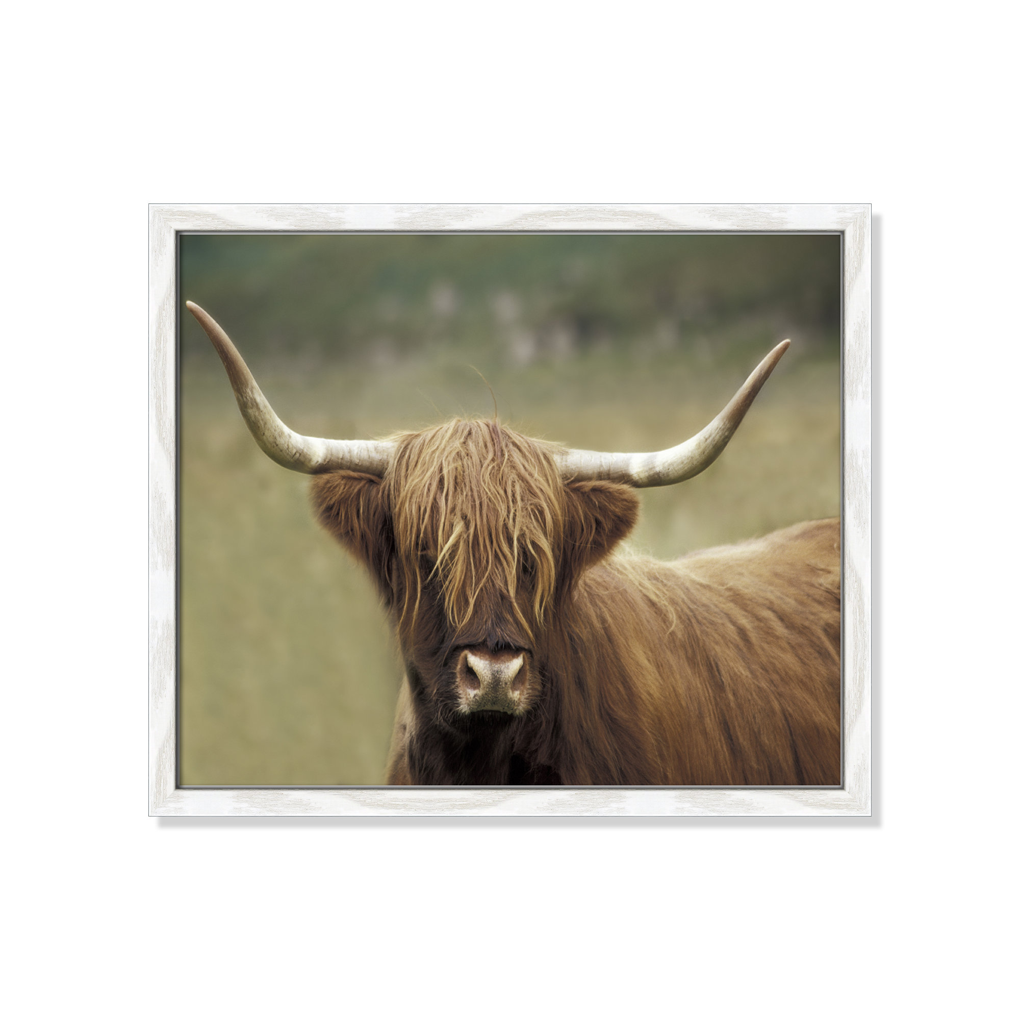 Highland Afternoon by Danita Delimont - Picture Frame Photograph, 16" H x 19" W x 0.75" D, White Wood Grain Framed