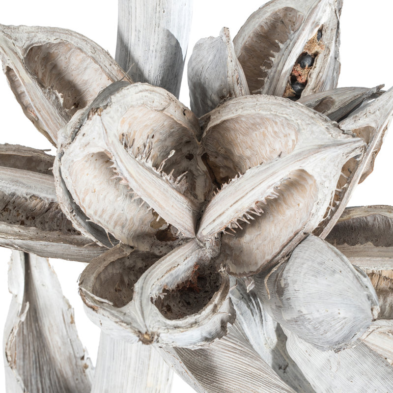 Star Pod Plant, White Wash