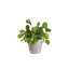 Faux Eucalyptus Plant in Oak Wood Planter