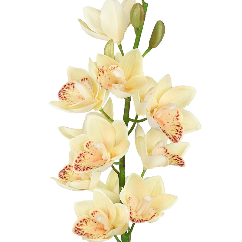 Tiges d'orchidées, Ivoire, pêche
