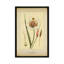 «Mariposa Lily», reproduction sur toile-31847409-73199301-73199302