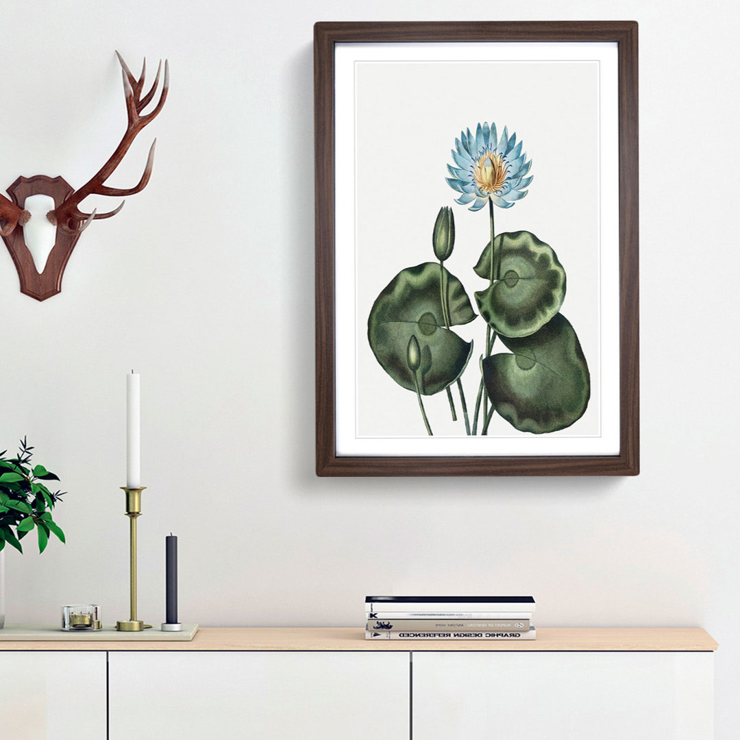 A Blue Egyptian Water Lily by R.J. Thornton - Framed Print