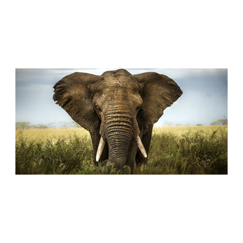 Elephant On The Savanna - No Frame Print on Canvas