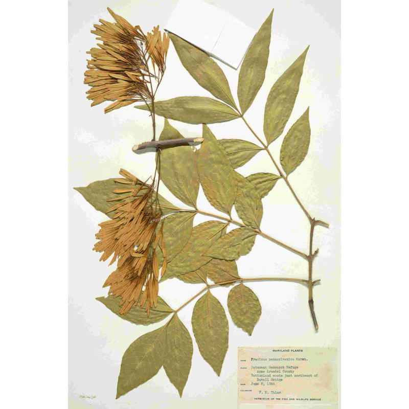 Herbier 1, Cadre photo noyer, Oui, H 36 po x l 24 po