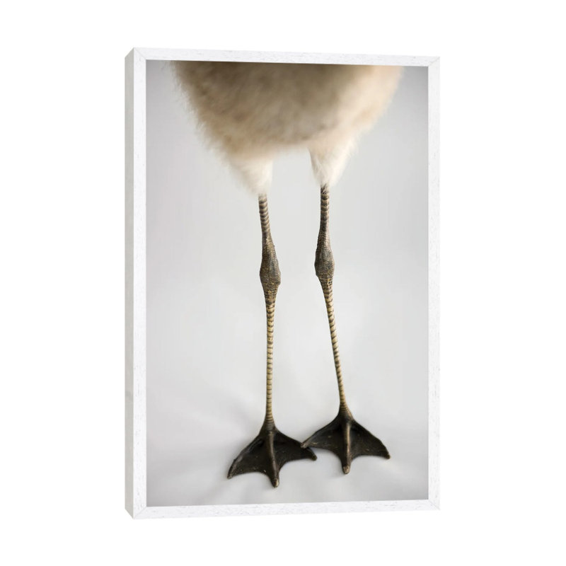 A Chilean Flamingo Chick's Feet At Houston Zoo by Joel Sartore - Gallery-Wrapped Canvas Giclée on Canvas