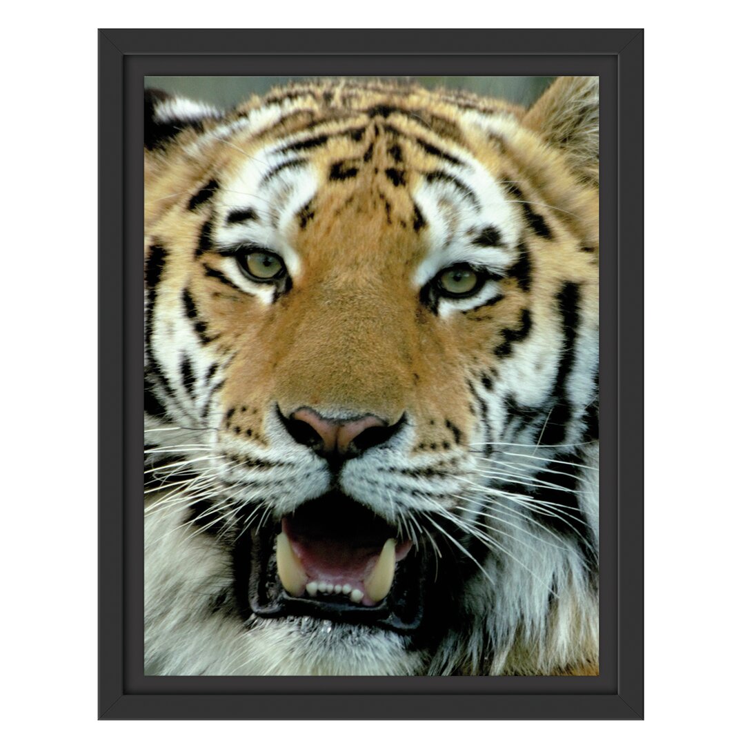 Gerahmtes Wandbild Tiger mit offenem Maul