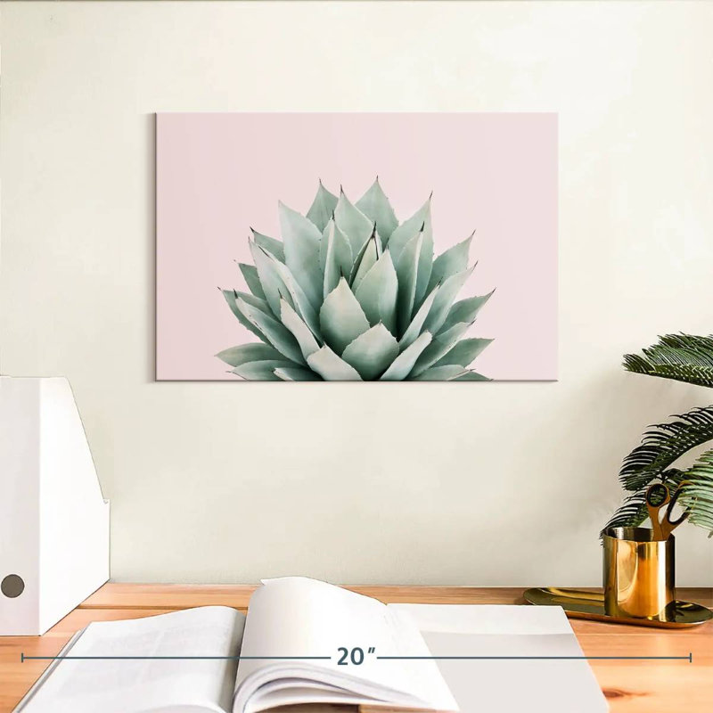 Agave Harnek Blush, H 8 po x l 12 po