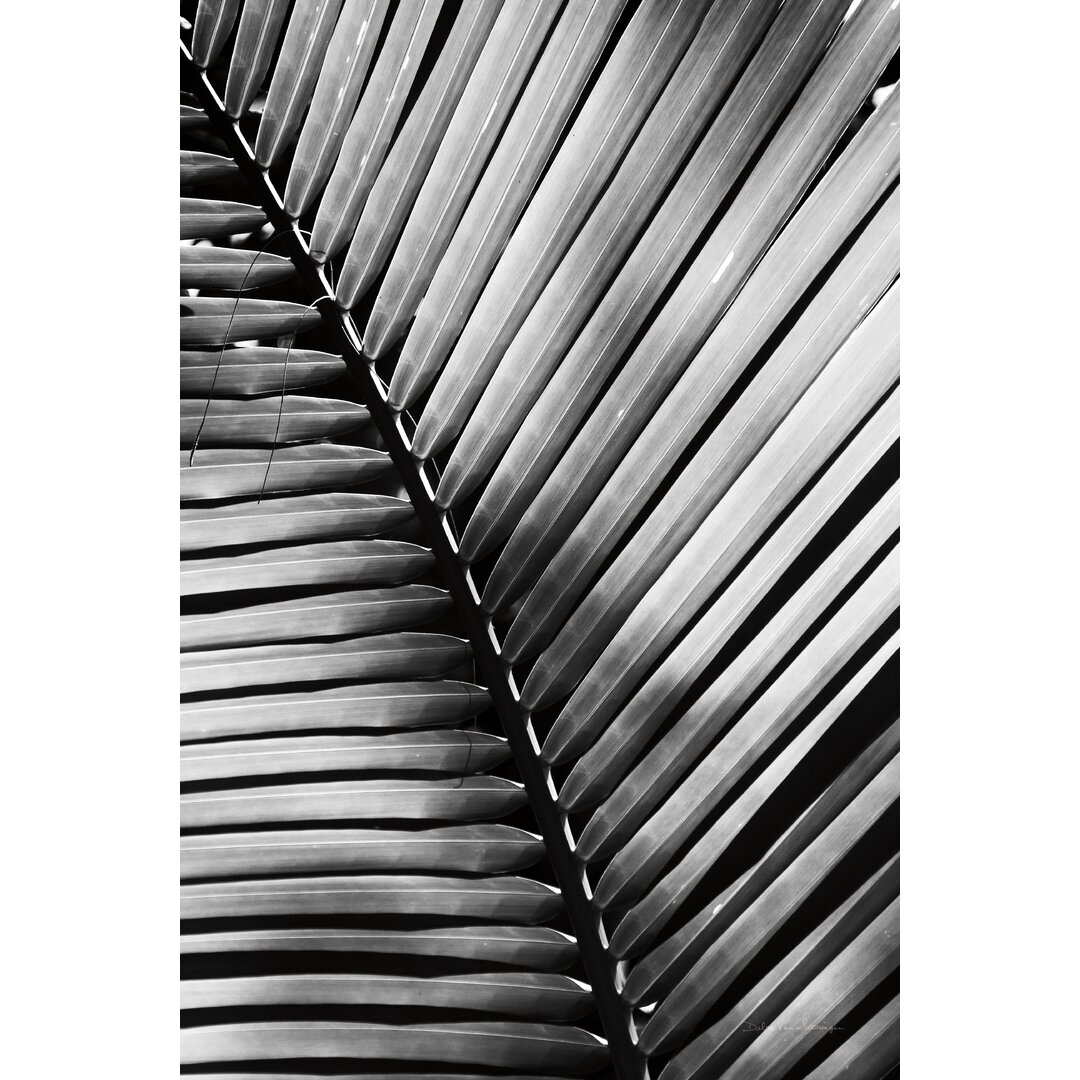 Leinwandbild Palm Frond I von Debra Van Swearingen