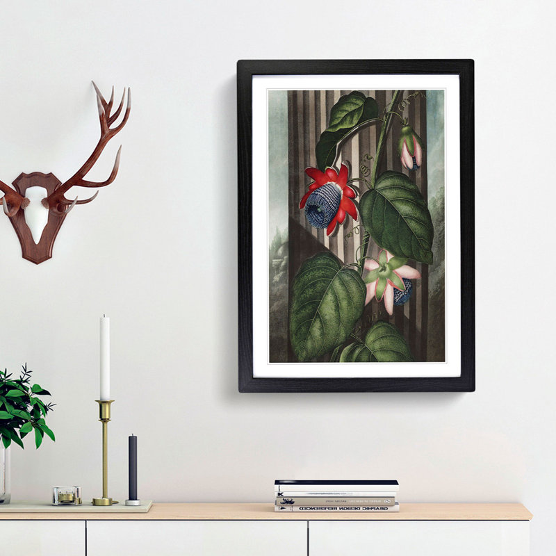 Winged Passion-Flower by R.J. Thornton - Picture Frame Painting Print, 65cm H x 48cm W x 2cm D, Black Framed
