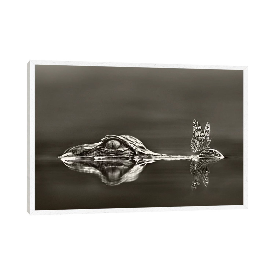 American Alligator with a Butterfly on Its Snout, Everglades National Park, Florida by Tim Fitzharris - Graphic Art Print on Canvas