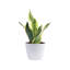 Peace Lily Plant in Planter