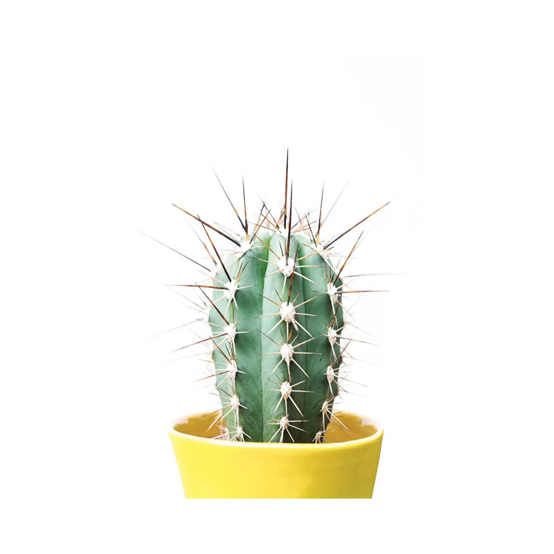 Cactus Friend by Sisi & Seb - Wrapped Canvas Gallery-Wrapped Canvas Giclée, 66.04cm H x 45.72cm W
