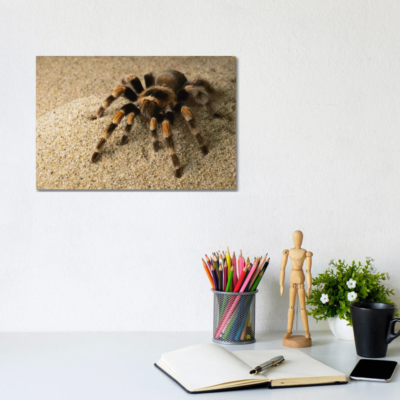Mexican Red-Knee Tarantula, Mexico by Gerry Ellis - Wrapped Canvas Print, 20.32 cm H x 30.48 cm W