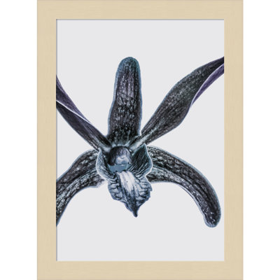 Parkerfield "Orchid" Print by Shot by Clint