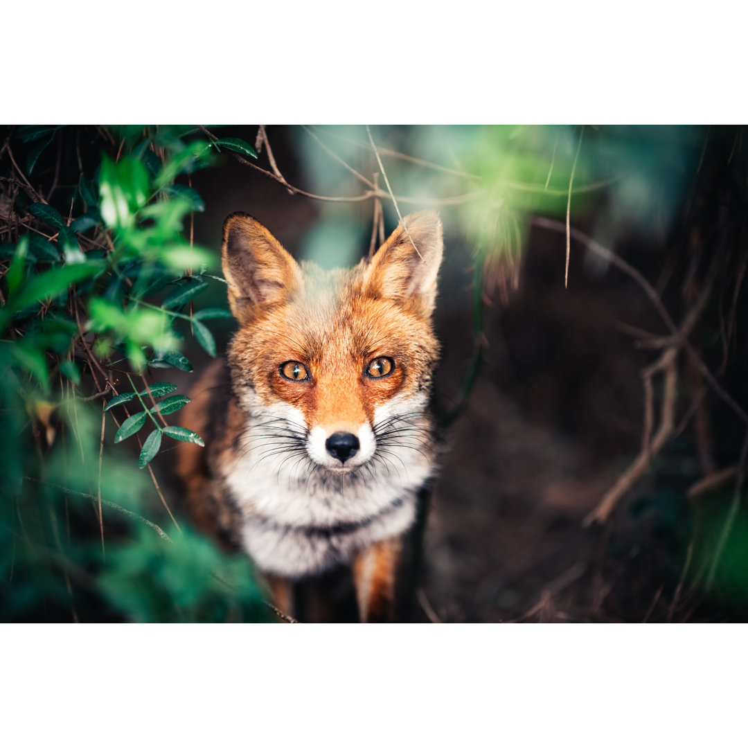 Fuchs auf der Wiese von Borchee - Leinwandbild